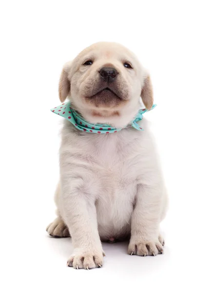 Trots Labrador Puppy Hondje Haar Snuit Hoog Houden Het Dragen — Stockfoto