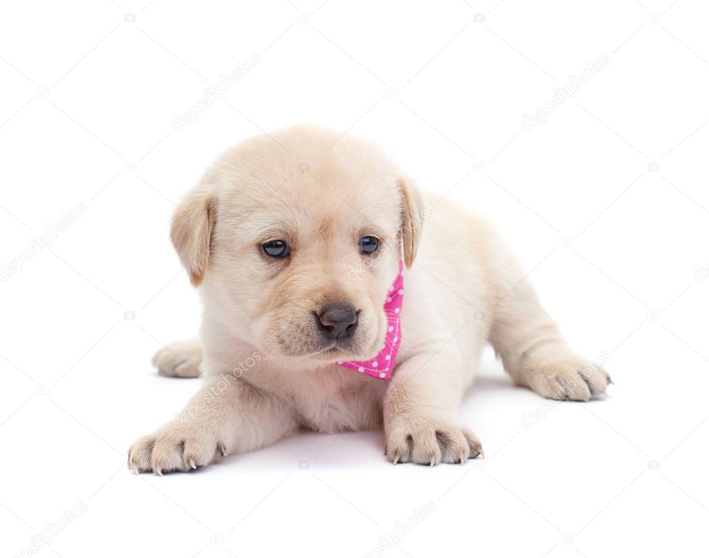 Adorable labrador puppy dog looking alert and curious - isolated on white surface