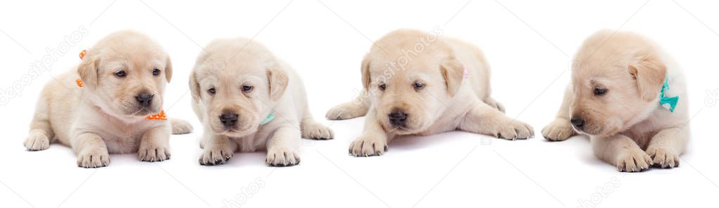Young labrador puppies with colorful scarves lying on white background - resting, isolated