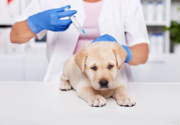 Smutny Pies Szczeniak Labrador Lekarza Weterynaryjnego Jego Pierwsze Szczepionki Patrząc — Zdjęcie stockowe