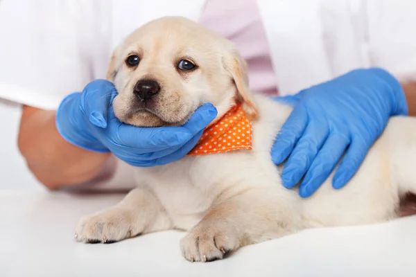 Joven Cachorro Labrador Retriever Médico Veterinario Siendo Consolado Primer Plano —  Fotos de Stock