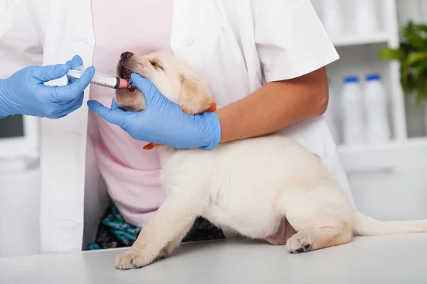 Cão Cachorro Labrador Relutante Recebendo Sua Medicação Vermicida Sititng Mesa — Fotografia de Stock