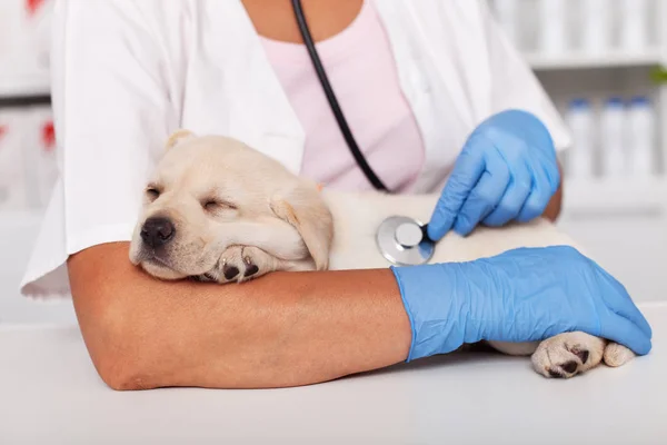 Çok Güzel Labrador Yavru Köpek Veteriner Hekim Sağlık Kolunda Kestiriyor — Stok fotoğraf