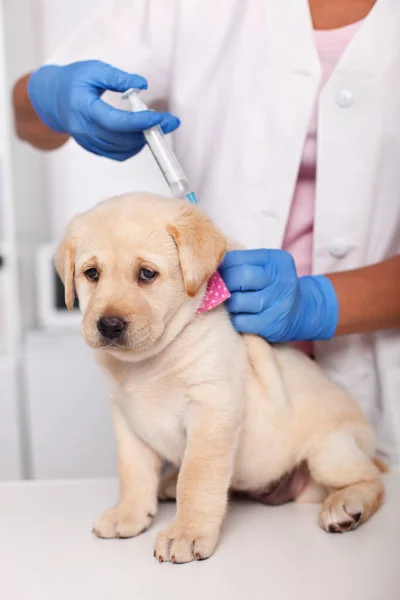 Pies Szczeniak Labrador Smutną Twarz Coraz Pierwszą Szczepionkę Biurze Lekarza — Zdjęcie stockowe