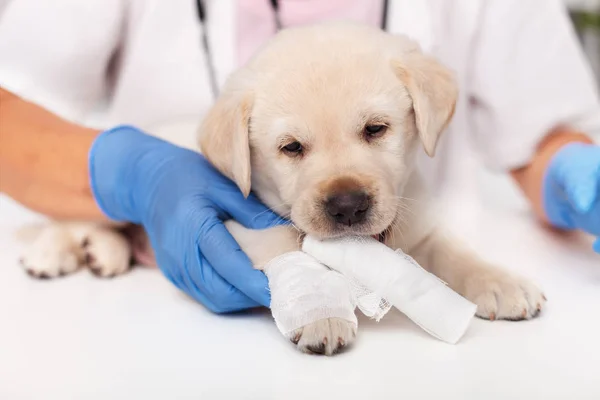 可爱的拉布拉多小狗在兽医医生 有它的腿包扎 嚼纱布条卷 浅深度 — 图库照片