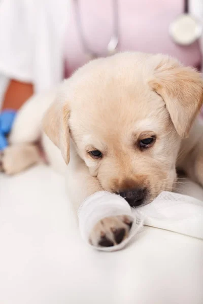 Cachorro Labrador Joven Con Vendaje Pierna Médico Veterinario Masticar Tira —  Fotos de Stock