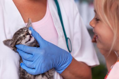 Veteriner hekim küçük bir yavru kedi - küçük kız reel faiz, closeup izlerken diş kontrol