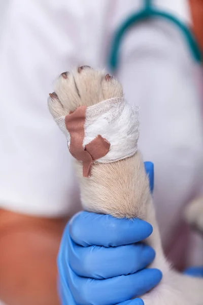 Veterinary healthcare professional holding puppy dog leg in hand - showing a bandage on the paw, closeup