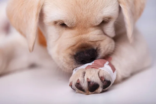 Söta Labrador Hundvalp Lutar Dess Munkorg Värkande Tass Med Ett — Stockfoto