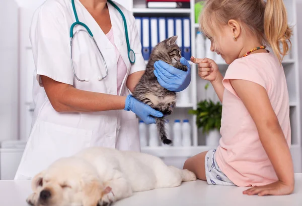 Meisje Aan Het Dierenasiel Veterinaire Controle Van Baby Dieren Beschikbaar — Stockfoto