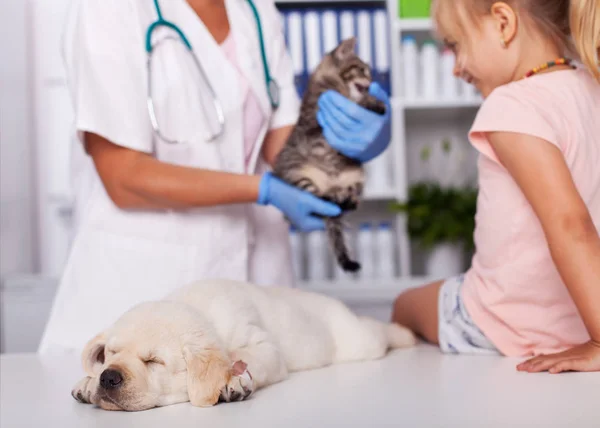 Niña Veterinario Con Perro Cachorro Dormido Echa Vistazo Gatito Pequeño —  Fotos de Stock