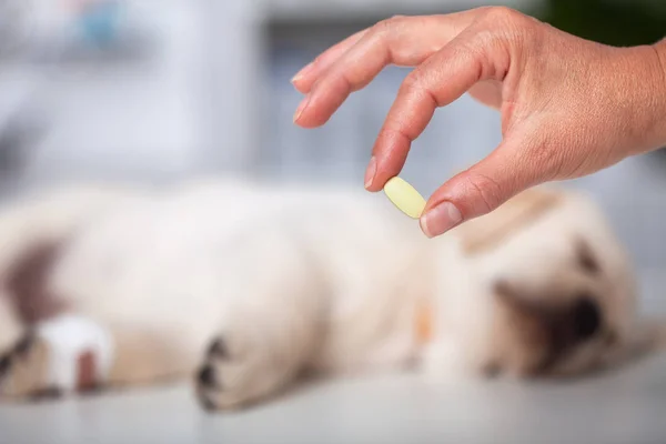 Woman Hand Holding Pill Medication Veterinary Purposes Puppy Sleeping Background — Stock Photo, Image