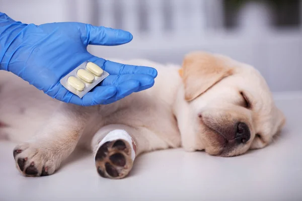 Cute Puppy Dog Bandage Its Paw Getting Medication Treatment Veterinary — Stock Photo, Image