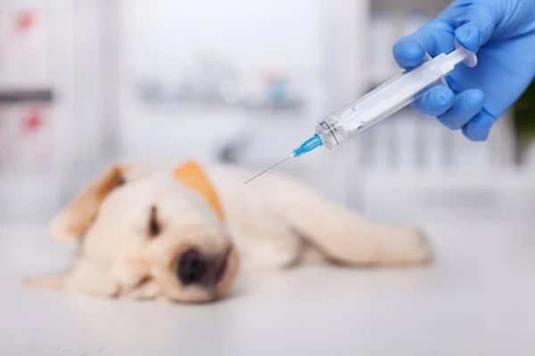 Pequeño Perro Cachorro Acostado Mesa Examen Veterinario Punto Recibir Una —  Fotos de Stock