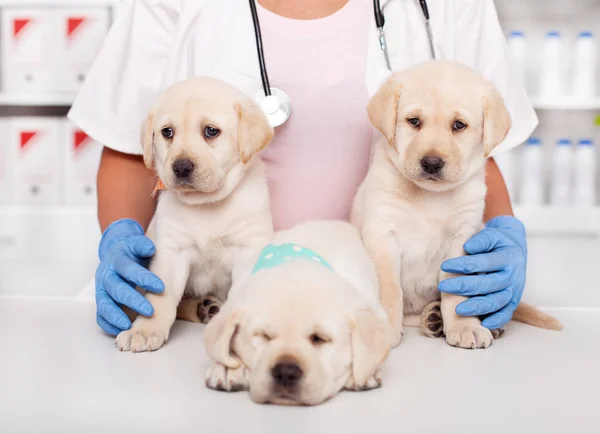 Lindos Cachorros Labrador Médico Veterinario Sentado Acostado Mesa Examen Mujer —  Fotos de Stock