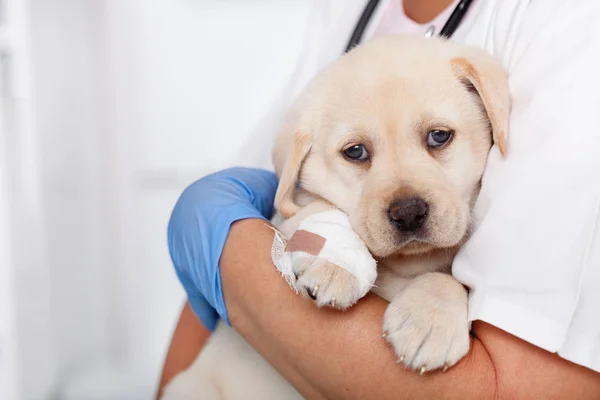 Adorable Labrador Puppy Dog Bandage Its Paw Resting Arms Veterinary — Stock Photo, Image