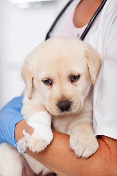 Niedlicher Labrador Welpe Den Armen Eines Tierarztes Ruhe Nach Der — Stockfoto