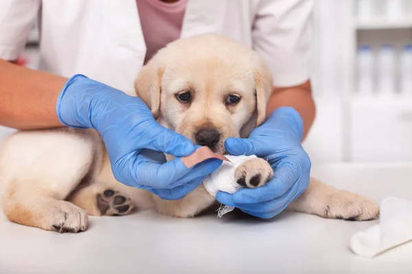 Lindo Perro Labrador Cachorro Conseguir Vendaje Pata Consultorio Del Médico —  Fotos de Stock