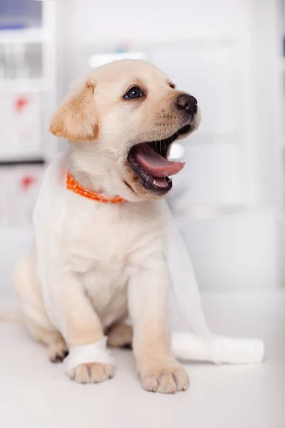 Söta Labrador Hundvalp Trassla Sig Bandage Brukade Klä Sin Sårade — Stockfoto