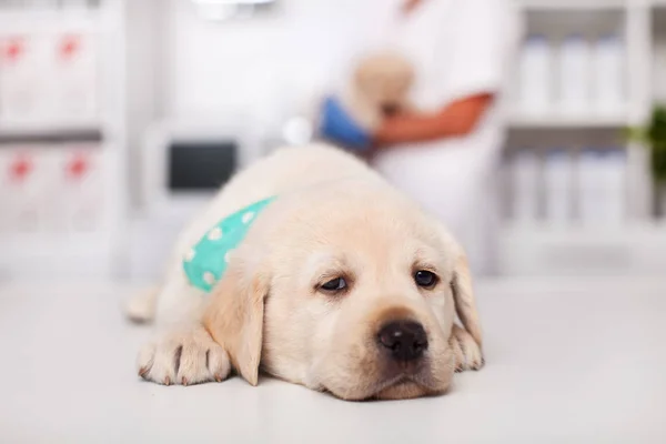 Slaperige Labrador Pup Hond Liggend Tafel Bij Het Kantoor Van — Stockfoto