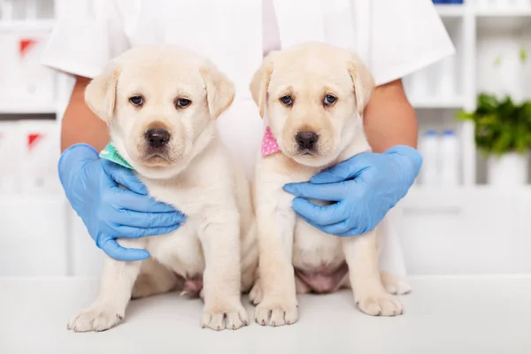 Två Söta Labrador Valpar Sitter Bord Veterinärmedicinska Läkare Kontor Sjukvårdspersonal — Stockfoto