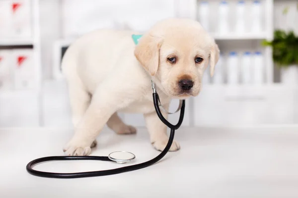 Cão Cachorro Bonito Labrador Vestindo Estetoscópio Olhando Redor Com Desconfiança — Fotografia de Stock