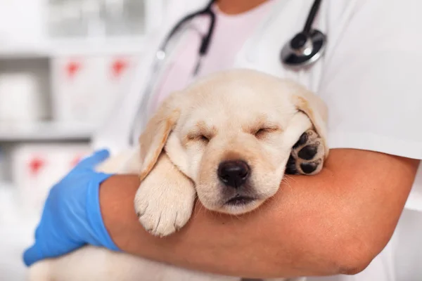 Erschöpfter Niedlicher Labrador Welpe Schläft Auf Seinen Pfoten Den Armen — Stockfoto