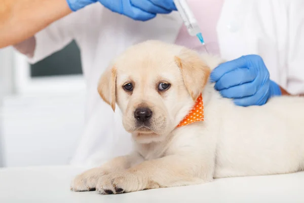 Lindo Perro Labrador Cachorro Recibir Una Vacuna Médico Veterinario Acostado —  Fotos de Stock