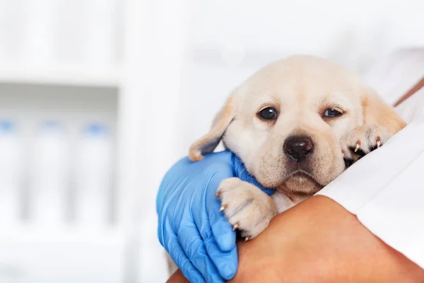 Κτηνιατρική Επαγγελματία Κρατώντας Ένα Χαριτωμένο Σκυλί Κουτάβι Λαμπραντόρ Κινηματογράφηση Πρώτο — Φωτογραφία Αρχείου