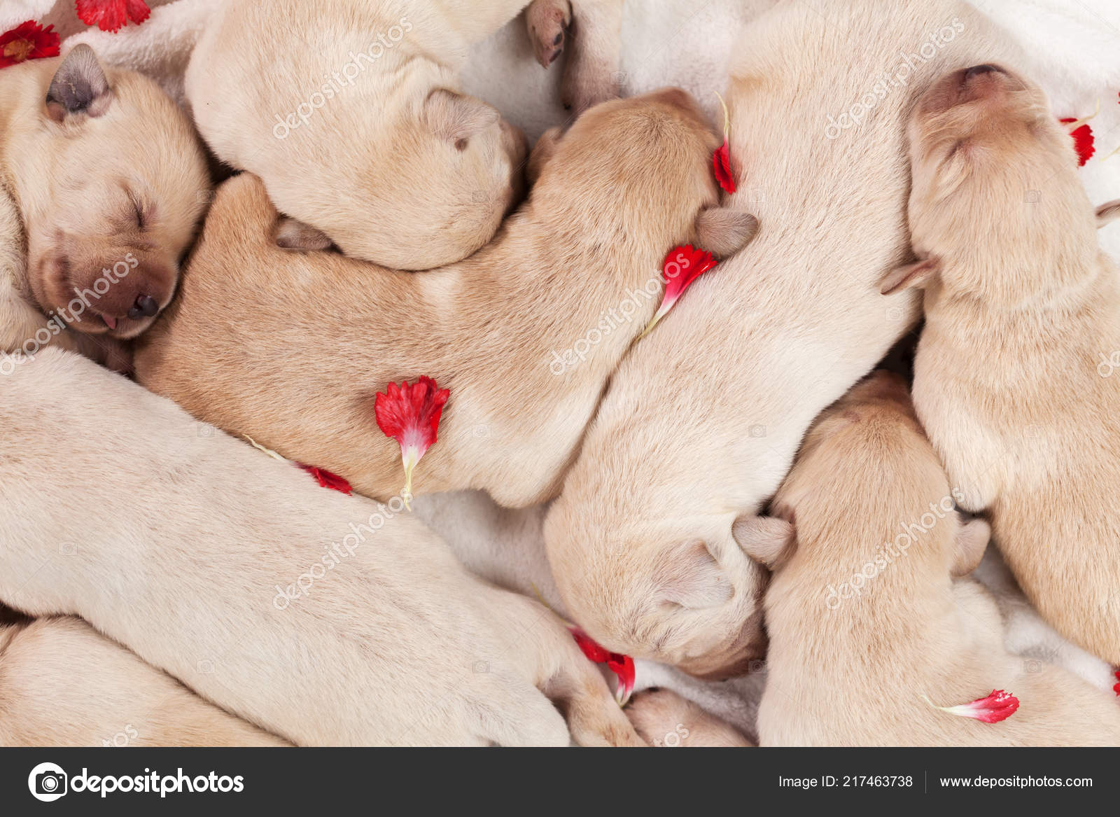 cute newborn puppies