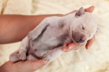 Yeni doğan labrador yavru köpek temizlenmiş, kurutulmuş ve uyku portre, üstten görünüm, sığ derinlik kadın elinde - bakımlı