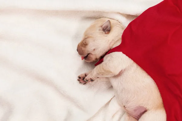 Słodkie Labrador Puppy Superbohatera Czerwoną Pelerynę Spanie Wyszukiwania Sutek Matki — Zdjęcie stockowe