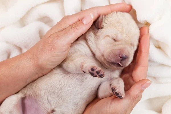 Frau Bietet Einen Gemütlichen Schlafplatz Für Einen Niedlichen Neugeborenen Labrador — Stockfoto