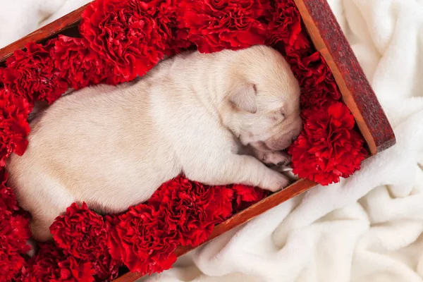 Cão Cachorro Recém Nascido Labrador Dormindo Cama Cheia Flores Retrato — Fotografia de Stock