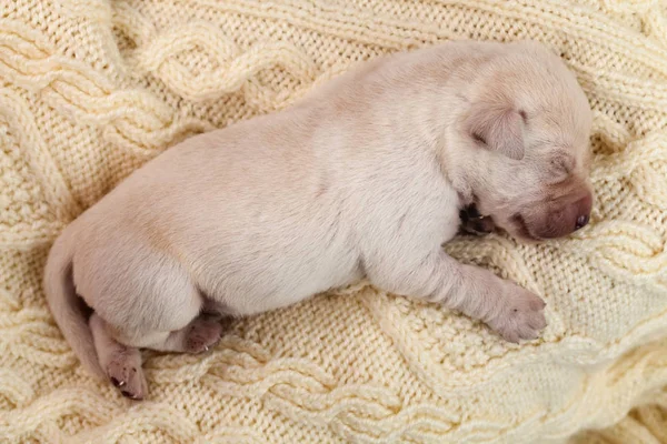 Bebé Recién Nacido Labrador Cachorro Limpio Seco Arreglado Tomando Una — Foto de Stock