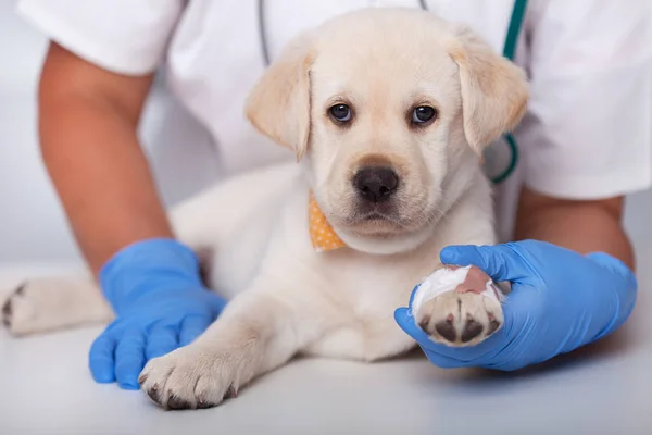 Cão Cachorro Alerta Bonito Médico Veterinário Depois Obter Uma Pata — Fotografia de Stock