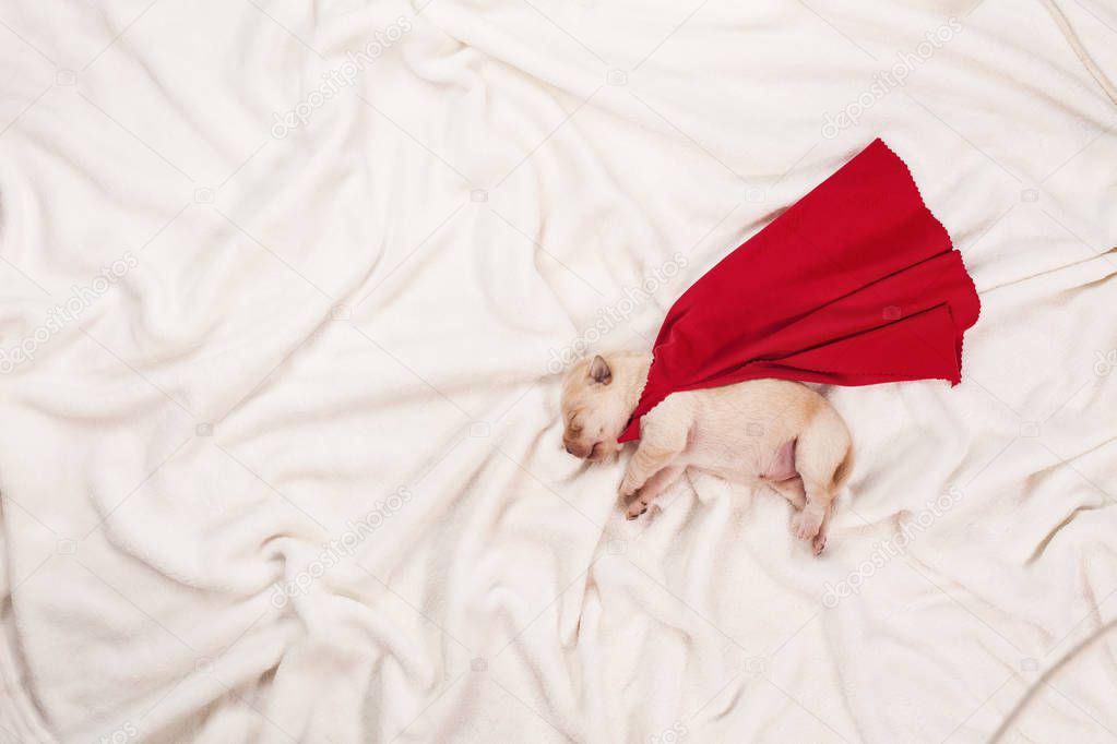 Newborn labrador puppy dog with superhero cape sleeping on white blanket - top view