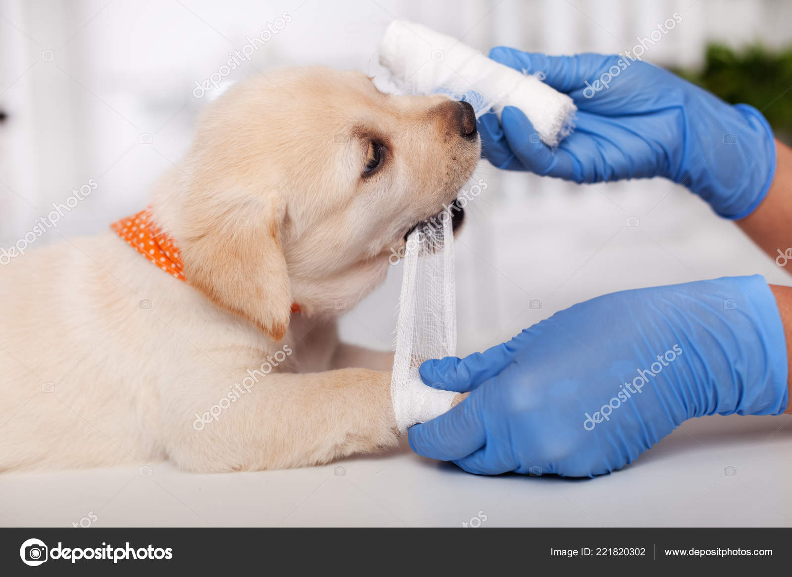 labrador puppies biting