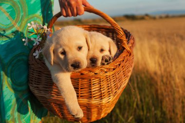 İki sevimli labrador yavru köpekleri bir sepet - eller kadın onları açık havada, closeup taşıyan