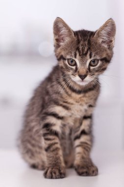 Merak ve dikkat ile kameraya bakarak beyaz bir masada oturan küçük yavru kedi