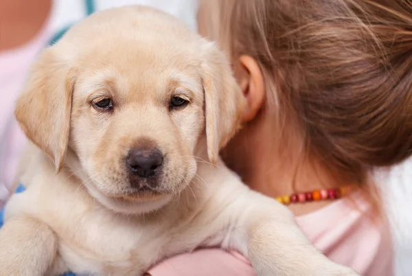 Little Girl Holding Her Cute Labrador Puppy Dog Closeup Shalow — Stock Photo, Image