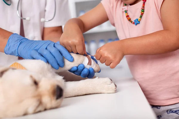 Jovem Proprietário Ajudando Veterinária Cuidados Profissionais Bandagem Pequeno Cachorro Cão — Fotografia de Stock