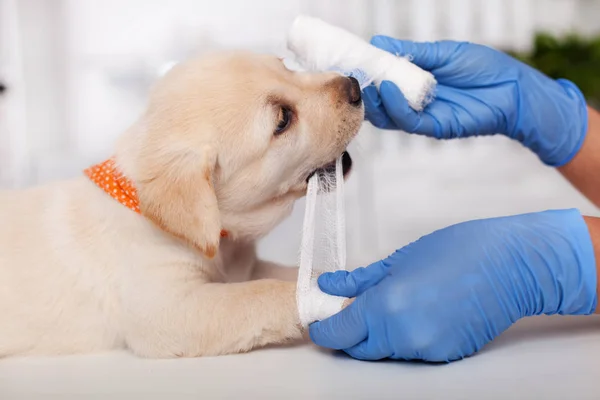 Szczeniak Labrador Pies Gry Profesjonalnej Opieki Weterynaryjnej Gryzienie Bandaż Taśmy — Zdjęcie stockowe