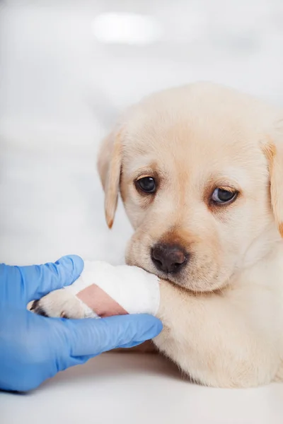 前足に包帯でラブラドール子犬を助けた獣医の心配の専門家 クローズ アップの手で悲しい — ストック写真