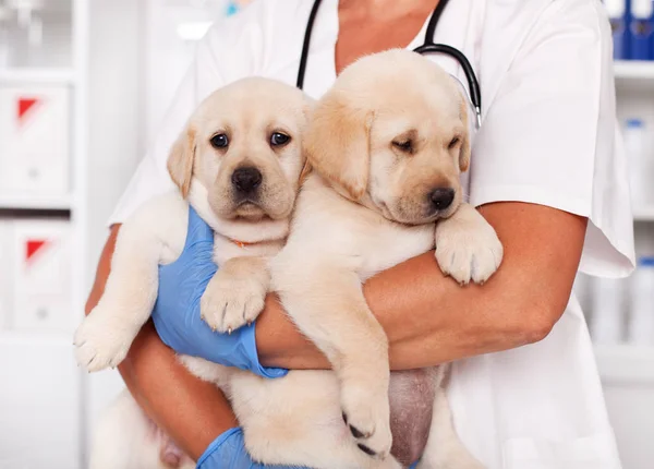 Cute Labrador Puppy Honden Armen Van Veterinaire Gezondheidswerker Klaar Voor — Stockfoto