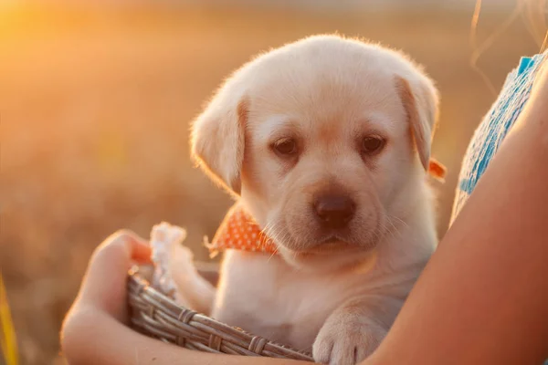 Młody Labrador Puppy Pies Posiadaniu Właściciela Kosz Ręce Zbliżenie Podświetlany — Zdjęcie stockowe