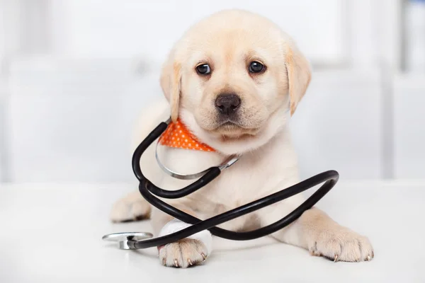 可爱的拉布拉多狗狗在兽医医生办公室 戴听诊器 特写镜头 — 图库照片