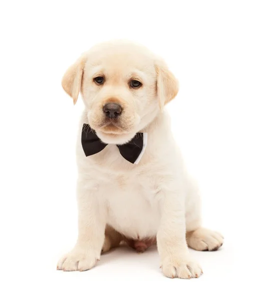 严重拉布拉多狗与弓领带意味着业务 可爱的狗坐 查出的白色 — 图库照片