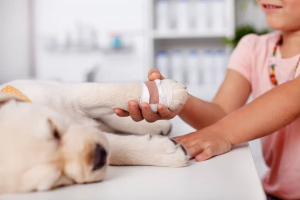 Menina Segurando Pata Enfaixada Seu Cachorro Bonito Labrador Consultório Médico — Fotografia de Stock