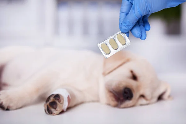 Ręka Trzyma Lek Ładny Pies Szczeniak Labrador Pojęcie Opieki Weterynaryjnej — Zdjęcie stockowe